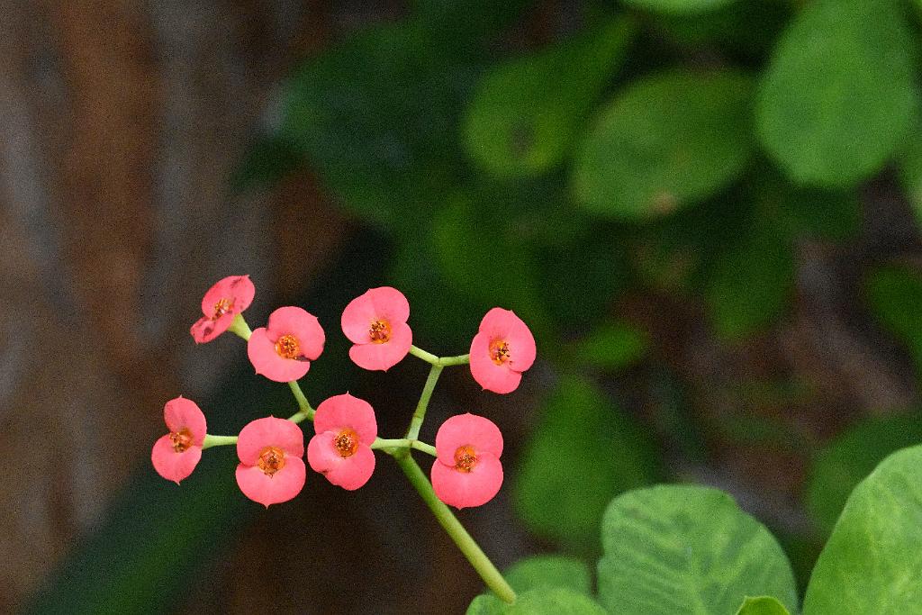 2025-07119507 Tower Hill Botanic Garden, MA.JPG - Thai Giant Hybrid Euphorbia (Euphorbia milii). New England Botanic Garden at Tower Hill, MA, 7-11-2025